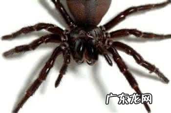 世界上最狠最毒的动物是什么?