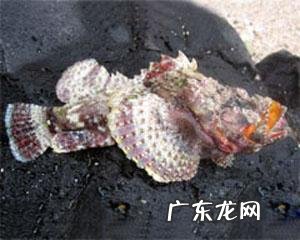 世界上最狠最毒的动物是什么?