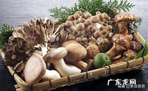 如何把素菜炒好？