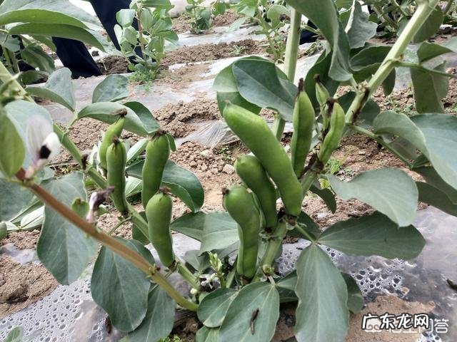 如何把素菜炒好？