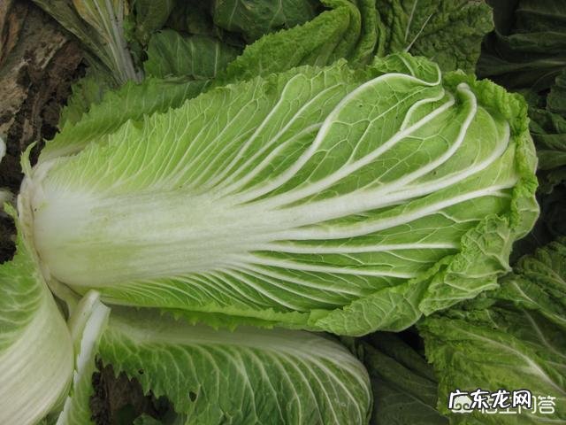 如何把素菜炒好？