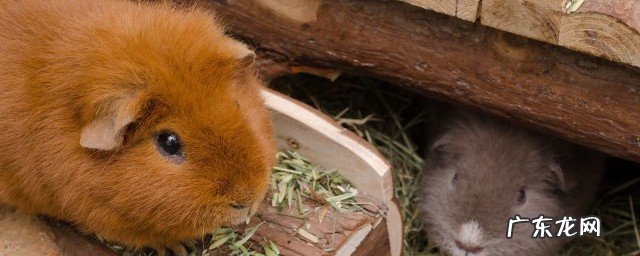 仓鼠的鼠窝要怎么清理