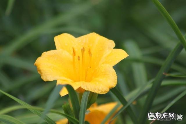 兰花品种中的黄贵妃属于什么兰?怎么养殖?