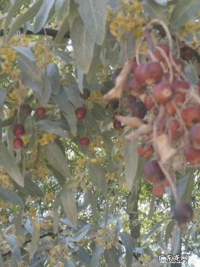 你吃过农村天然的水果吗?