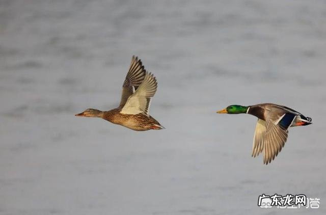 上联:陌上花开,可缓缓归矣。如何对下联?