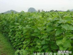 上联：陌上花开，可缓缓归矣。如何对下联？