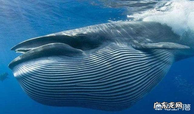 鲸鱼是逍遥游“北冥有鱼，其名为鲲”中的鲲吗？鲲是什么？