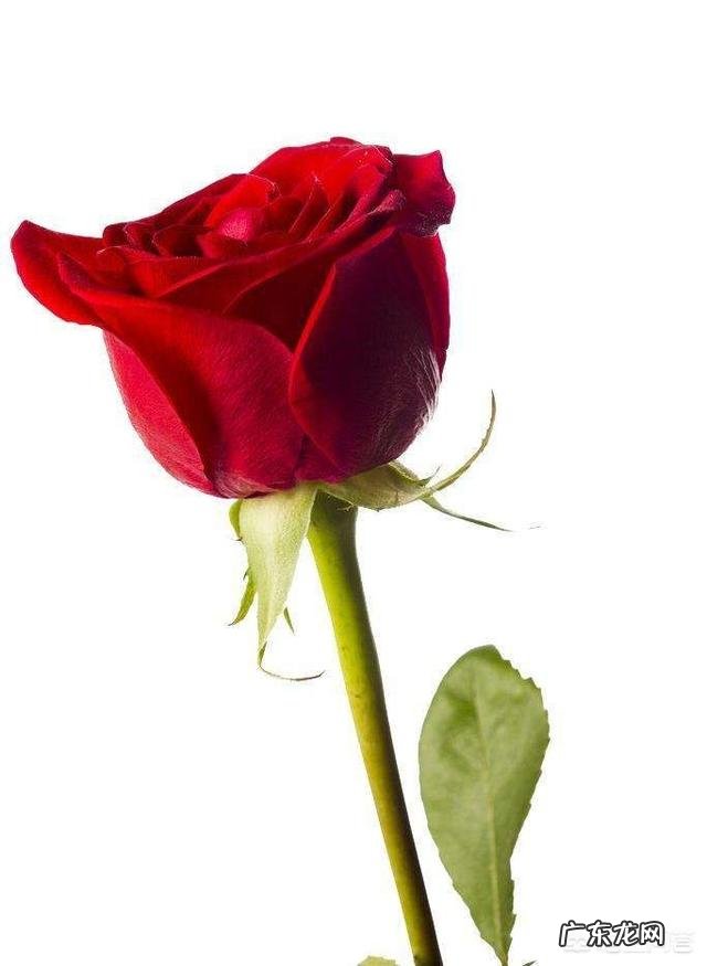 你知道各种鲜花有什么寓意吗?