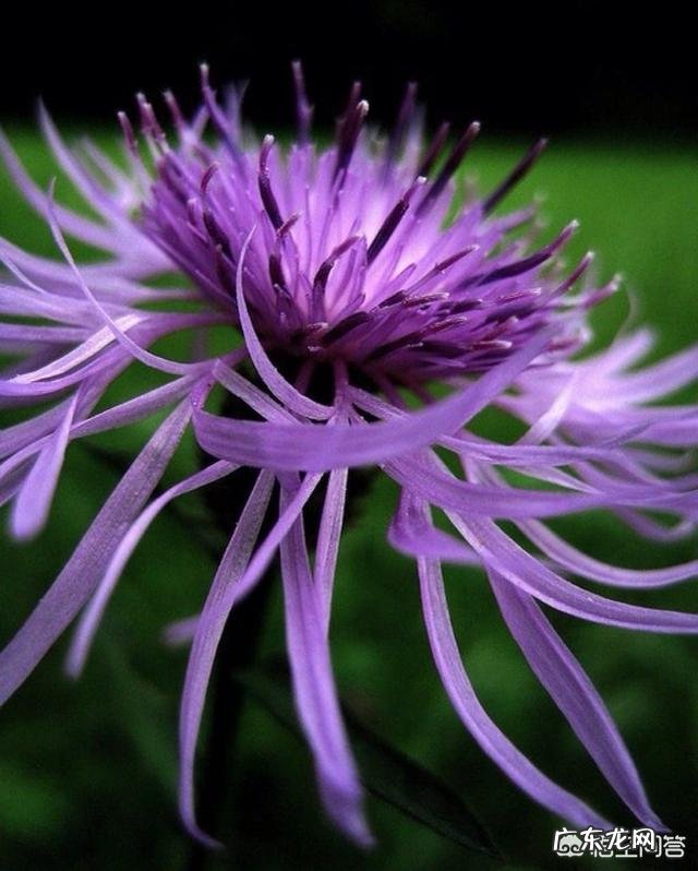 你知道各种鲜花有什么寓意吗?