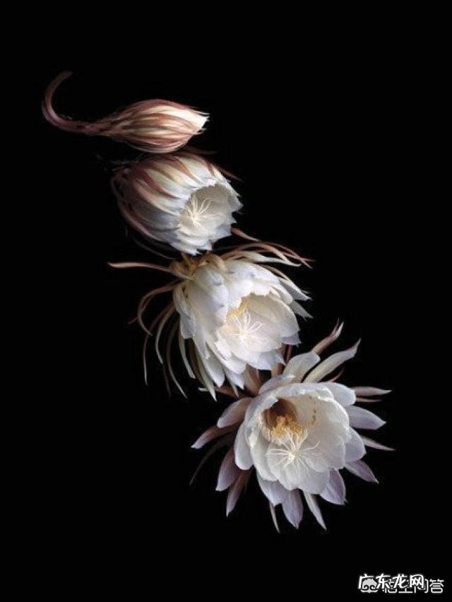 你知道各种鲜花有什么寓意吗?