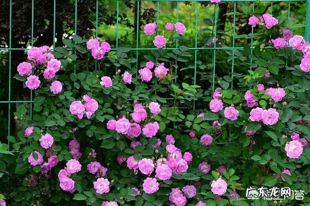 你知道各种鲜花有什么寓意吗?