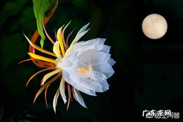 你知道各种鲜花有什么寓意吗?