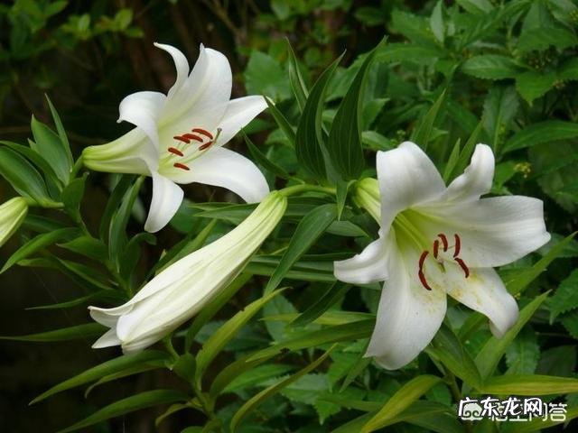 你知道各种鲜花有什么寓意吗?