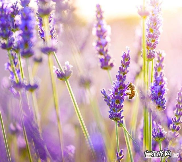 你知道各种鲜花有什么寓意吗?