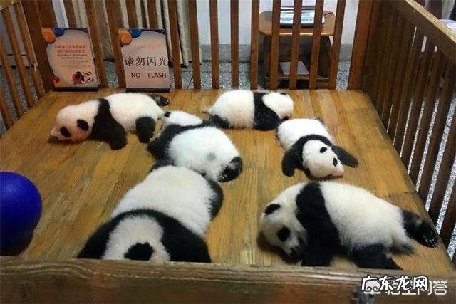 熊猫到底是熊还是猫?