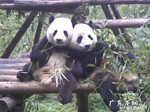 熊猫到底是熊还是猫?