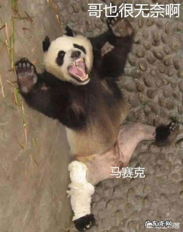 熊猫到底是熊还是猫?