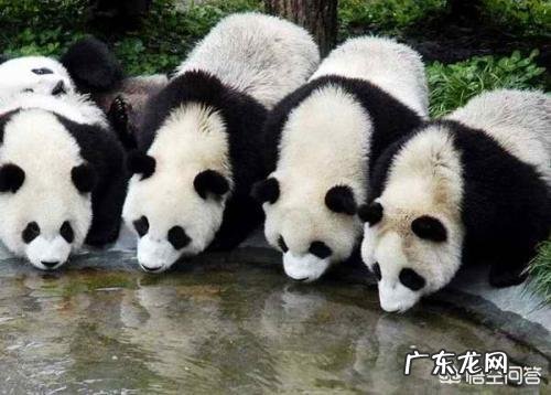 熊猫到底是熊还是猫?