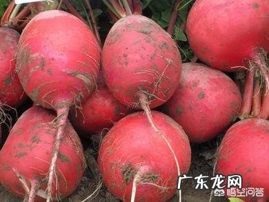 吃红萝卜对身体有哪些好处?