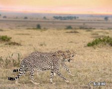 什么动物跑的最快