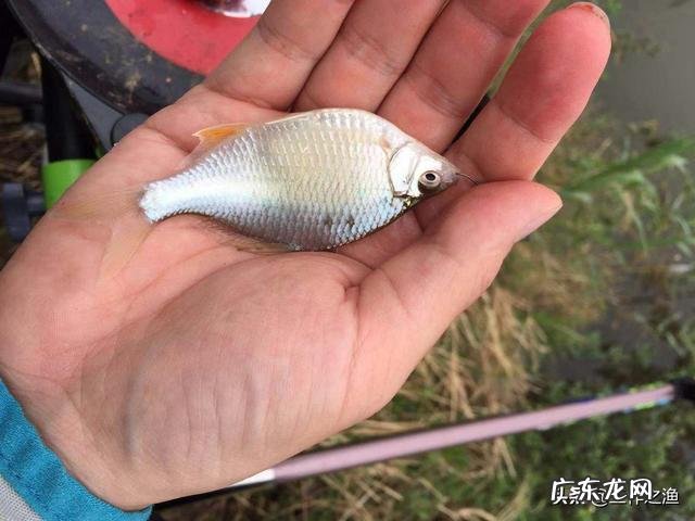 春未初夏30度以上的晴天好钓鱼吗?