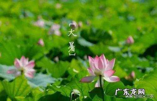 今天是大暑,农村老人常言说大暑三不吃四不做是指的哪些呢?有道理吗?