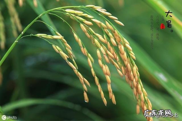 今天是大暑,农村老人常言说大暑三不吃四不做是指的哪些呢?有道理吗?