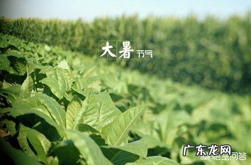 今天是大暑,农村老人常言说大暑三不吃四不做是指的哪些呢?有道理吗?