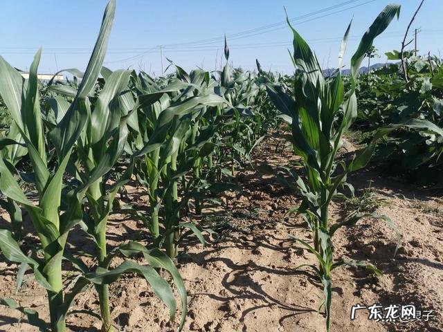 今天是大暑,农村老人常言说大暑三不吃四不做是指的哪些呢?有道理吗?