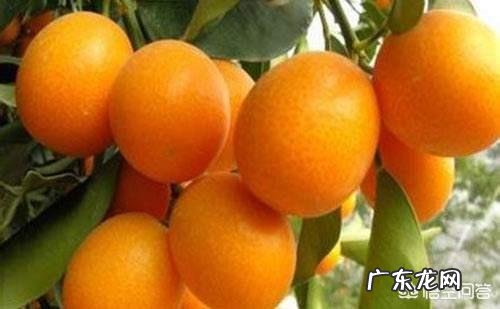 冰糖金桔该怎样熬制?