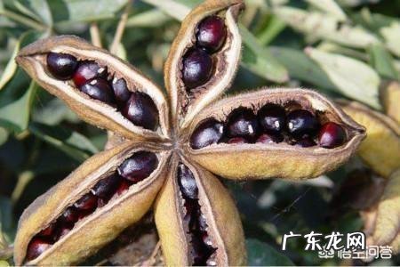 洛阳牡丹种子怎么播种？