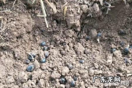 洛阳牡丹种子怎么播种？