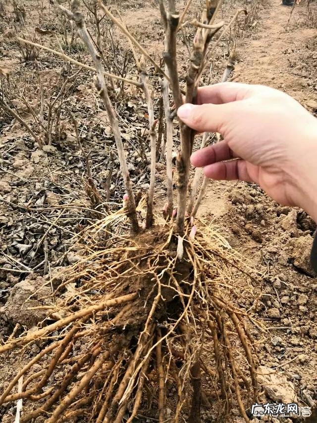 洛阳牡丹种子怎么播种？