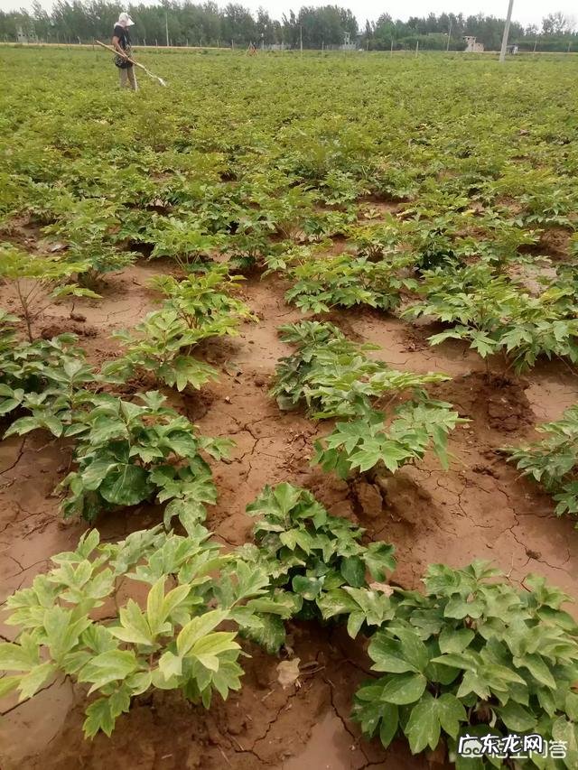 洛阳牡丹种子怎么播种？