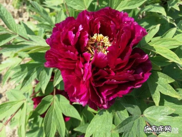 洛阳牡丹种子怎么播种？