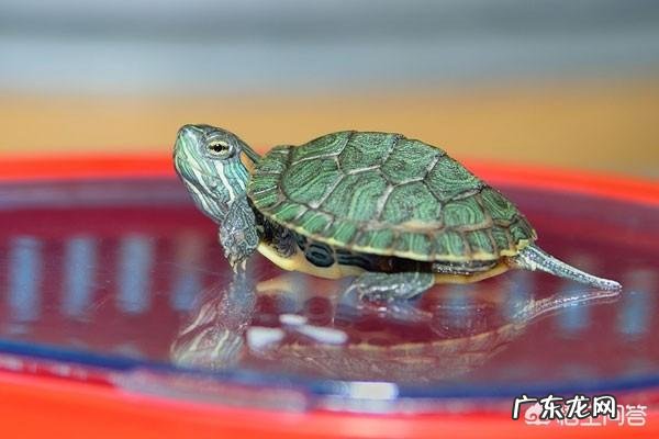 有没有能与锦鲤或是草金鱼一起养的乌龟?