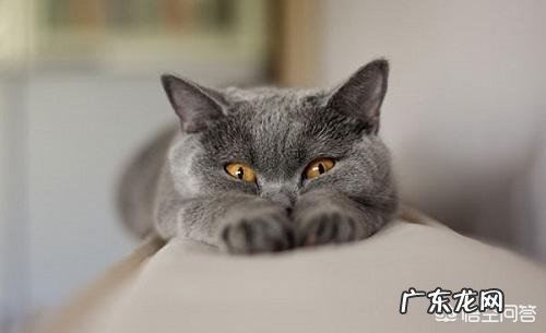 卡尔特猫最近两天拉肚子怎么对付?卡尔特猫拉肚容易好吗?