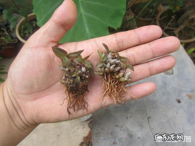 家里养殖的铁皮石斛能食用吗?怎么食用?