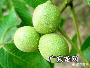 核桃有什么作用?