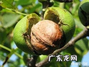 核桃有什么作用?