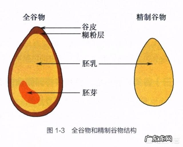 什么食物低蛋白质还能饱肚?