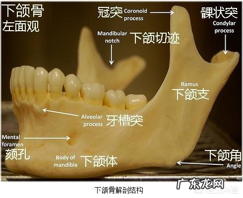 拔智齿疼吗?拔完是什么感觉?