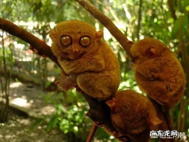 世界上最奇怪的动物长什么样?