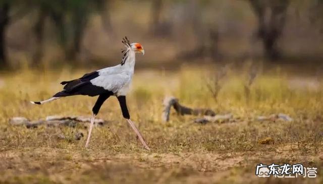 世界上最奇怪的动物长什么样?