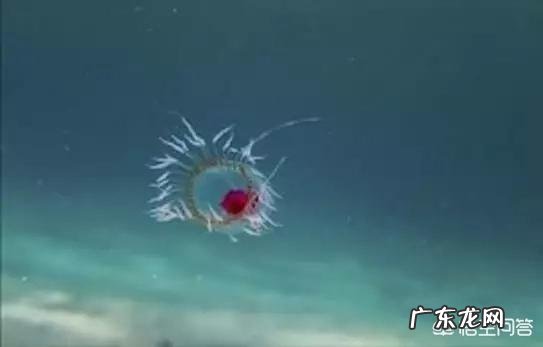 世界上最奇怪的动物长什么样?