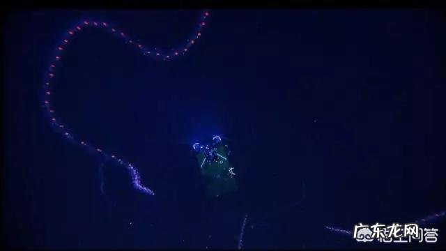 世界上最奇怪的动物长什么样?