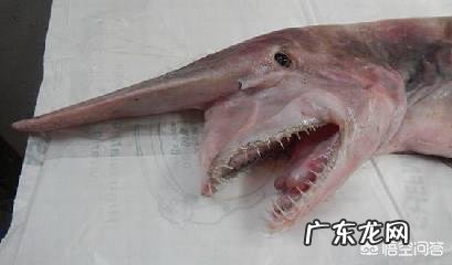 世界上最奇怪的动物长什么样?