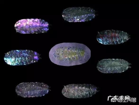 世界上最奇怪的动物长什么样？