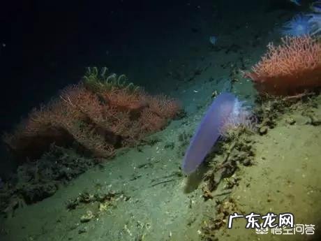 世界上最奇怪的动物长什么样?