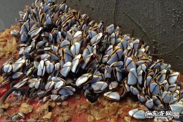 世界上最奇怪的动物长什么样?